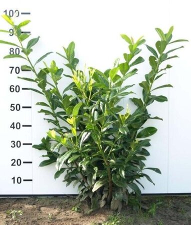 Prunus l. 'Novita' 80-100 cm met kluit - afbeelding 20