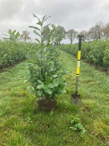 Prunus l. 'Novita' 80-100 cm met kluit - afbeelding 9