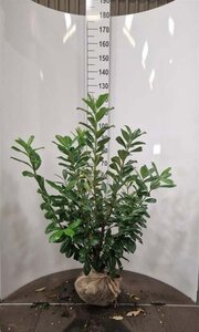 Prunus l. 'Novita' 80-100 cm met kluit - afbeelding 3