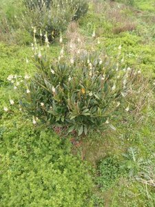 Prunus l. 'Otto Luyken' 80-100 cm met kluit - afbeelding 6