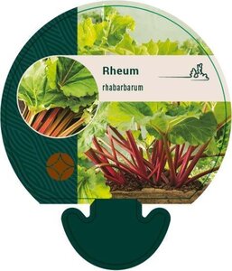 Rheum rhabarbarum geen maat specificatie 0,55L/P9cm - afbeelding 5