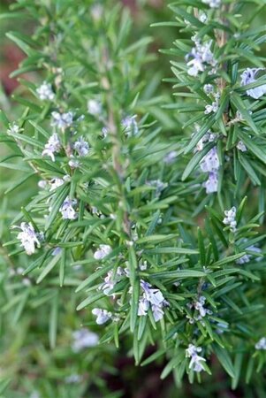 Rosmarinus officinalis geen maat specificatie 0,55L/P9cm - afbeelding 8