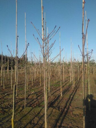 Aesculus hippocastanum 10-12 Hoogstam wortelgoed - afbeelding 8