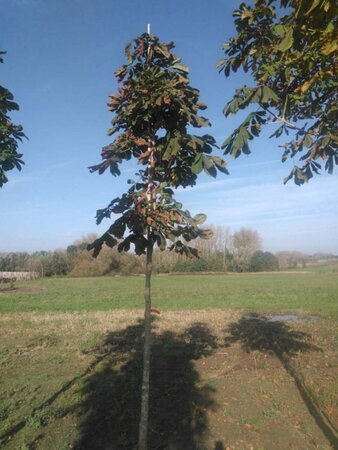 Aesculus hippocastanum 16-18 Hoogstam draadkluit 3 X verplant - afbeelding 5