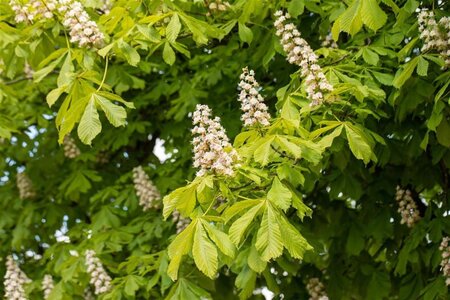 Aesculus hippocastanum 18-20 Hoogstam draadkluit 3 X verplant - afbeelding 3