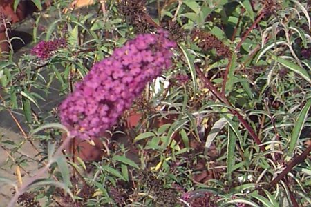 Buddleja d. 'Nanho Blue' geen maat specificatie cont. 3,0L - afbeelding 2