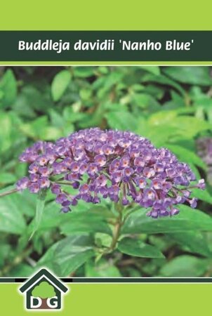 Buddleja d. 'Nanho Blue' geen maat specificatie cont. 3,0L - afbeelding 3