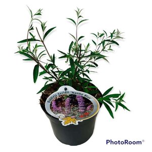 Buddleja d. 'Nanho Blue' geen maat specificatie cont. 3,0L - afbeelding 5