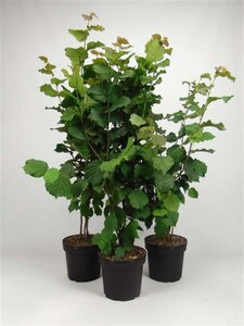 Corylus avellana 100-125 cm cont. 7,5L - afbeelding 4