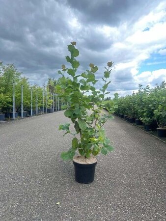 Corylus avellana 100-125 cm cont. 7,5L - afbeelding 6