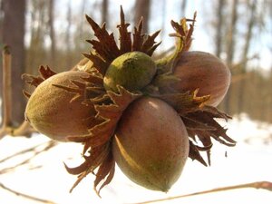 Corylus avellana 80-100 cm cont. 7,5L - afbeelding 1