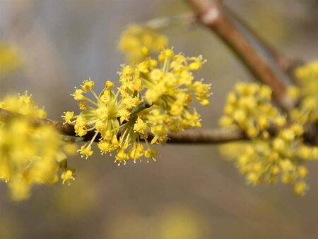 Cornus mas 60-80 cm cont. 7,5L - afbeelding 14