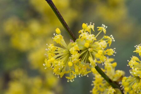 Cornus mas 60-80 cm cont. 7,5L - afbeelding 12