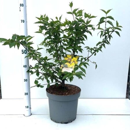 Cornus mas 60-80 cm cont. 7,5L - afbeelding 16