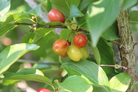 Cornus mas 60-80 cm cont. 7,5L - afbeelding 7