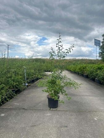 Crataegus monogyna 125-150 cm cont. 7,5L