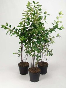 Amelanchier lamarckii 80-100 cm cont. 7,5L - afbeelding 5