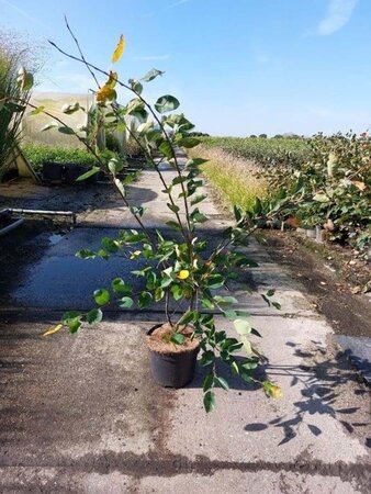 Amelanchier lamarckii 80-100 cm cont. 7,5L - afbeelding 2