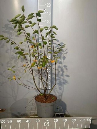 Amelanchier lamarckii 80-100 cm cont. 7,5L - afbeelding 6