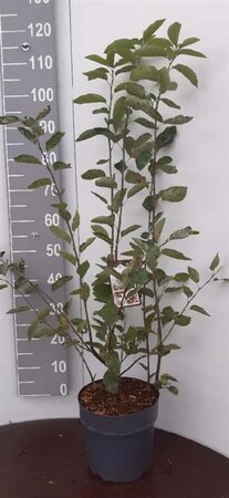 Amelanchier lamarckii 80-100 cm cont. 7,5L - afbeelding 3