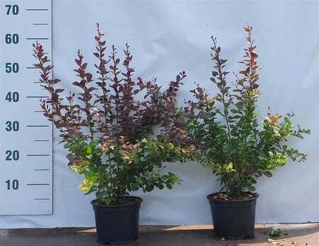 Berberis thunb. 'Atropurpurea' 30-50 cm cont. 2,0L