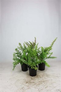 Berberis thunbergii 30-50 cm cont. 2,0L - afbeelding 1