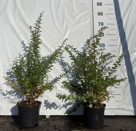 Berberis thunbergii 30-50 cm cont. 2,0L - afbeelding 2