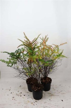 Berberis thunbergii 60-80 cm cont. 7,5L - afbeelding 2