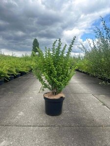 Berberis thunbergii 60-80 cm cont. 7,5L - afbeelding 3