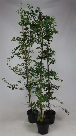 Carpinus betulus 175-200 cm cont. 5,0L met stok