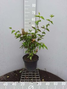 Cornus mas 80-100 cm cont. 7,5L - afbeelding 1