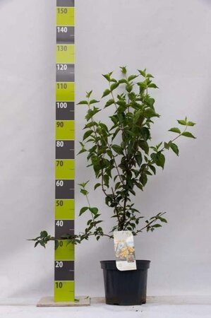 Cornus mas 80-100 cm cont. 7,5L - afbeelding 6