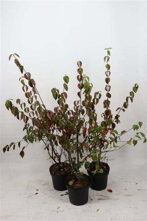 Cornus mas 80-100 cm cont. 7,5L - afbeelding 5