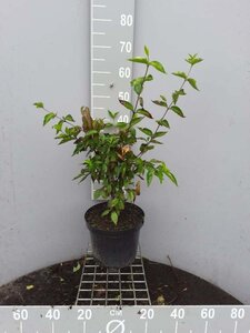 Cornus mas 80-100 cm cont. 7,5L - afbeelding 8