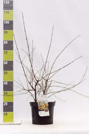 Cornus mas 80-100 cm cont. 7,5L - afbeelding 7