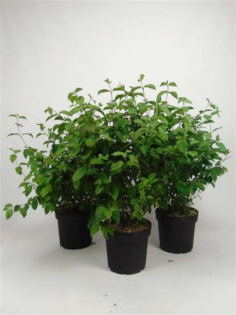 Cornus sanguinea 80-100 cm cont. 7,5L - afbeelding 1