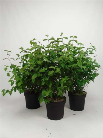 Cornus sanguinea 80-100 cm cont. 7,5L - afbeelding 2