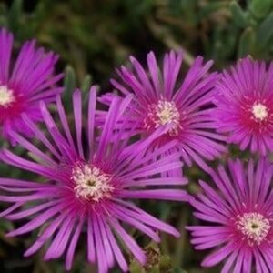 Delosperma cooperi geen maat specificatie 0,55L/P9cm - afbeelding 2