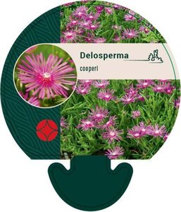 Delosperma cooperi geen maat specificatie 0,55L/P9cm - afbeelding 1