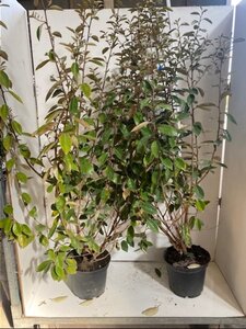 Elaeagnus ebbingei 100-125 cm cont. 7,5L - afbeelding 1