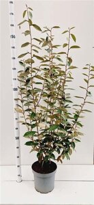 Elaeagnus ebbingei 100-125 cm cont. 7,5L - afbeelding 6