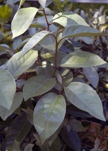 Elaeagnus ebbingei 100-125 cm cont. 7,5L - afbeelding 2