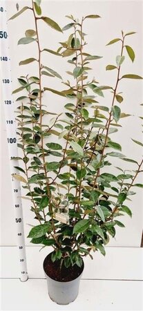 Elaeagnus ebbingei 100-125 cm cont. 7,5L - afbeelding 7