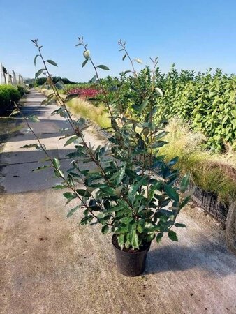 Elaeagnus ebbingei 100-125 cm cont. 7,5L - afbeelding 5