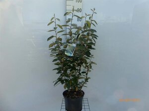 Elaeagnus ebbingei 60-80 cm cont. 5,0L - afbeelding 5