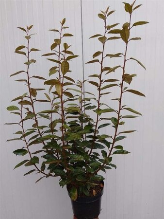 Elaeagnus ebbingei 60-80 cm cont. 5,0L - afbeelding 6