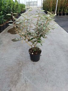 Elaeagnus ebbingei 60-80 cm cont. 5,0L - afbeelding 7