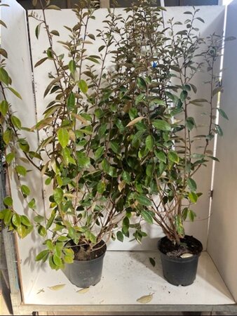 Elaeagnus ebbingei 80-100 cm cont. 5,0L - afbeelding 1