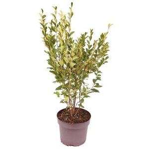 Ligustrum ovalifolium 80-100 cm cont. 7,5L - afbeelding 3