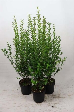 Ligustrum ovalifolium 80-100 cm cont. 7,5L - afbeelding 2